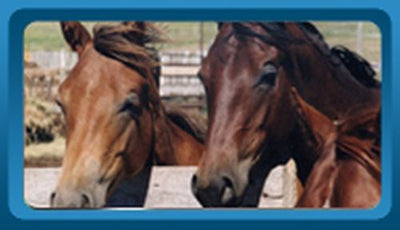 Horse Mats And Stable Mats